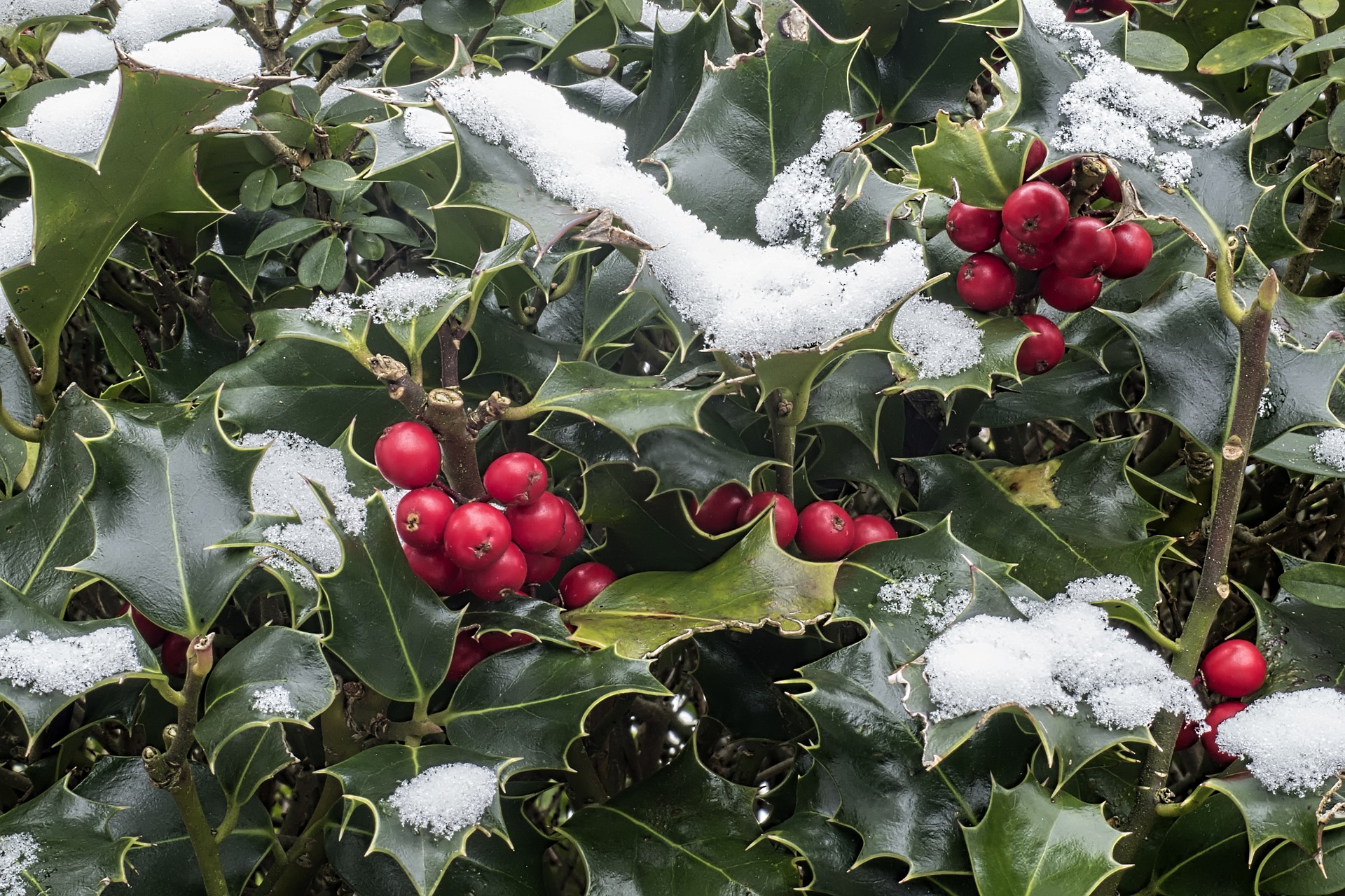 *Ilex* fruits and leaves in the snow. Image by [Wolfgang Claussen](https://pixabay.com/es/users/WolfBlur-2503887/) at [Pixabay](https://pixabay.com/es/photos/holly-ilex-aquifolium-la-nieve-3012084/).
